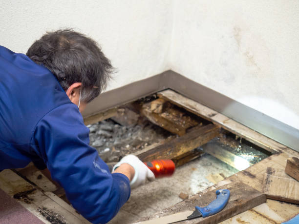 Best Professional Mold Removal  in Linden, AZ