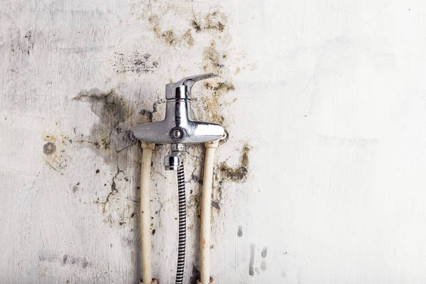 Best Home Mold Removal  in Linden, AZ