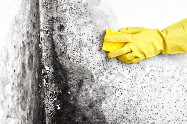 Mold Removal and Inspection in Linden, AZ