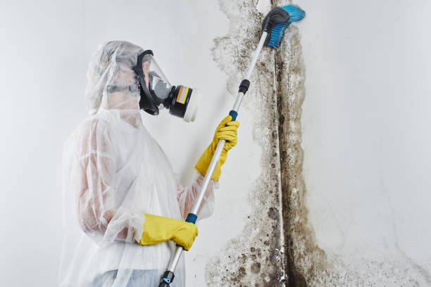 Best Water Damage Restoration  in Linden, AZ