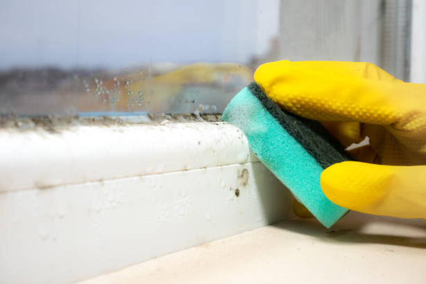 Best Emergency Mold Removal  in Linden, AZ