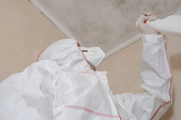 Best Same-Day Mold Removal  in Linden, AZ