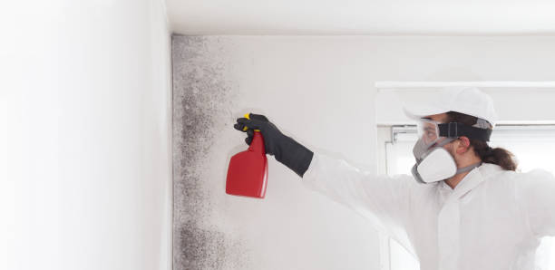 Best Mold Damage Repair  in Linden, AZ