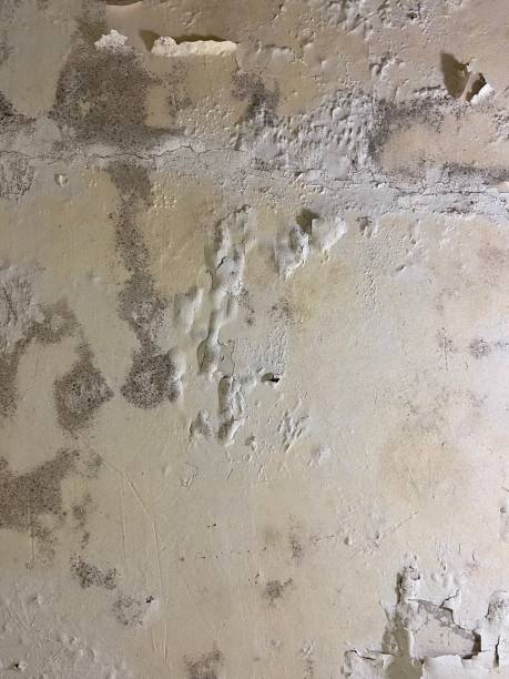 Best Affordable Mold Removal  in Linden, AZ