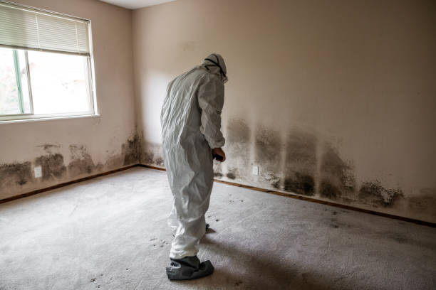 Best Attic Mold Removal  in Linden, AZ