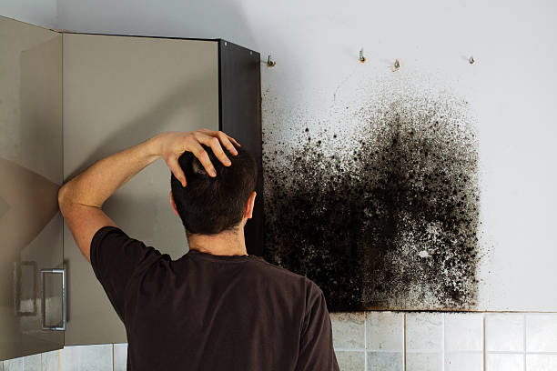 Home Mold Removal in Linden, AZ