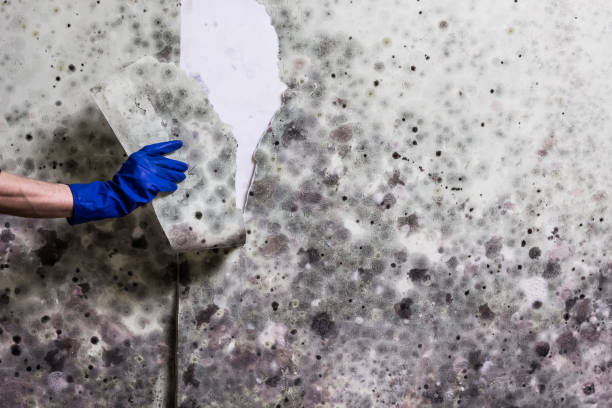 Trusted Linden, AZ Mold Removal Experts