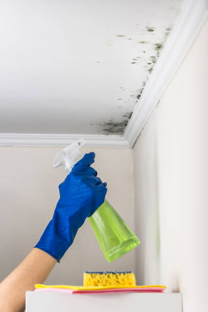Best Same-Day Mold Removal  in Linden, AZ
