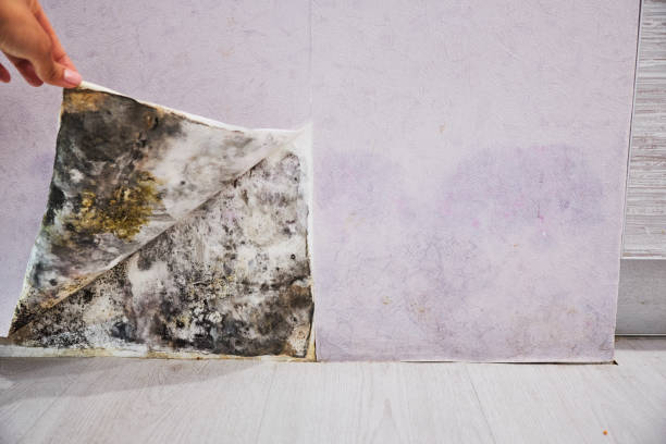 Linden, AZ Mold Removal Pros